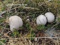 Lycoperdon ericaeum-amf2076